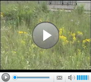 Collage of videos about Winnipeg